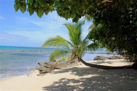 Palm Tree On Fafa Island Tonga Geographic Media