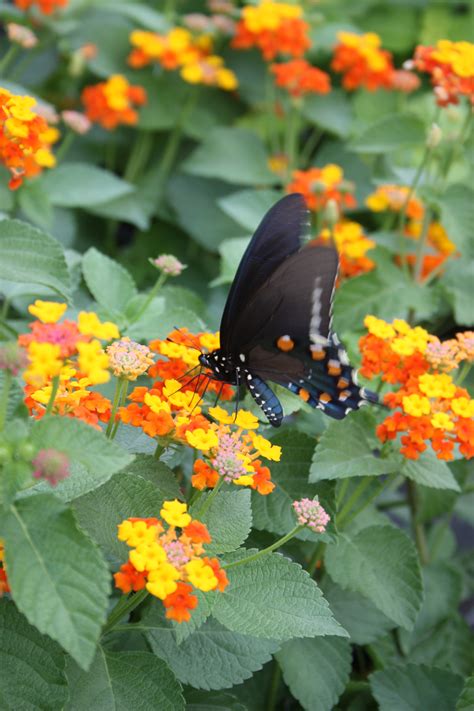 Butterflies Have Been Busy Plant Delights Nursery Blog Plants That