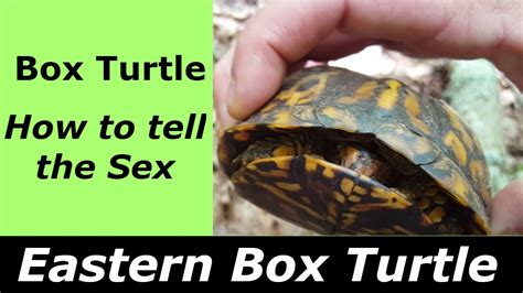 Eastern Box Turtle 2017 How To Tell The Sex Informative Facts