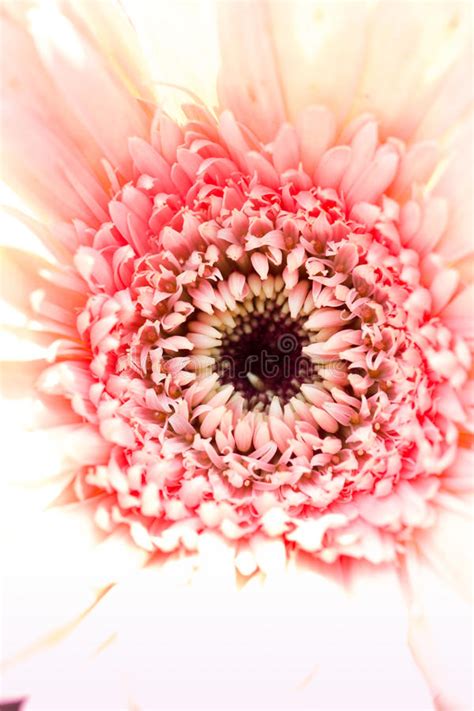Pink Flower Soft Light Stock Photo Image Of Nature Floral 61641206