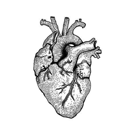 Human Heart Vector Art Illustration 8415816 Vector Art At Vecteezy