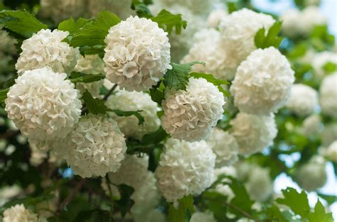 Chinese Snowball Viburnum Care And Growing Guide