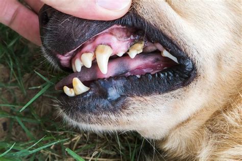 5 Serious Illnesses Caused By Canine Dental Disease Petguide Canine