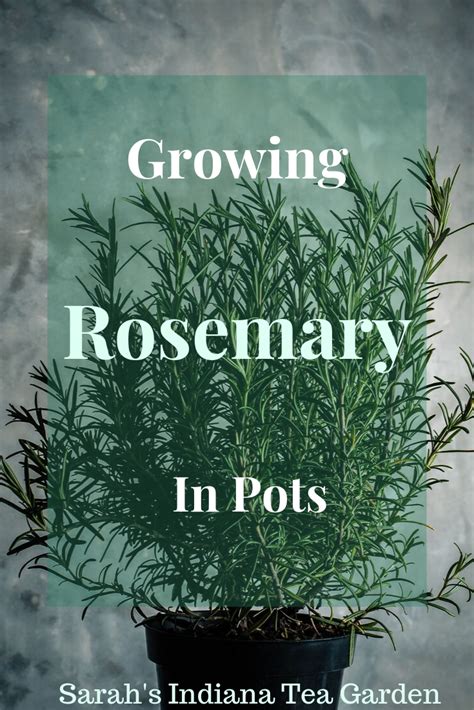 The Complete Guide To Growing Rosemary In Pots Growing Rosemary