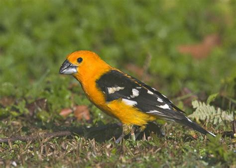 Yellow Grosbeak Pheucticus Chrysopeplus