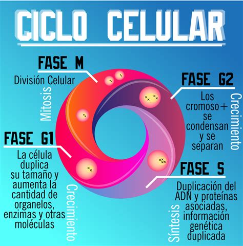 22 Ideas De Ciclo Celular En 2021 Ciclo Celular Mitosis Plantillas