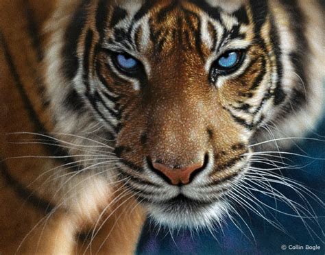 Amazing White Tigers With Blue Eyes Wallpaper Pictures