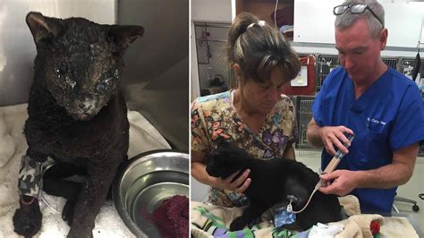 Firefighters Rescue Black Cat Burned In California Wildfire Abc7 Chicago