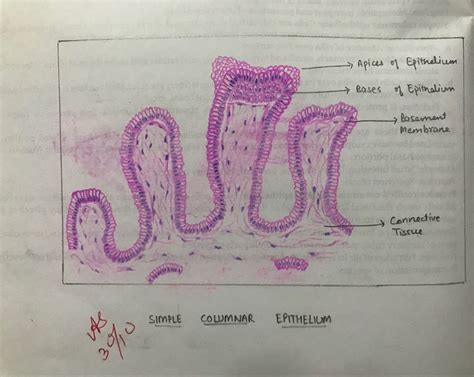 Simple Columnar Epithelium Histology Slides Simple Diagram