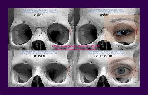 Asian Caucasian Eye Diff1 900×580 Pixels Eye Anatomy Anatomy