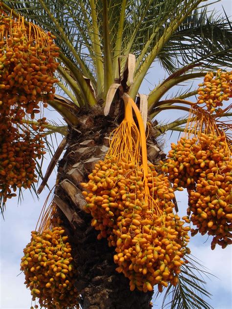 Medjool Dates Benefits Calories Nutrition And Ways To Eat This Fruit