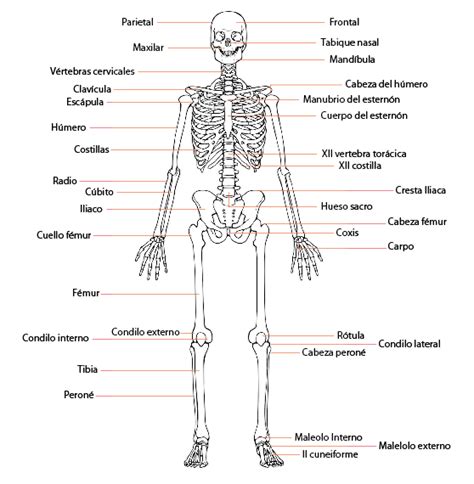 Huesos Del Cuerpo Humano Huesos Del Cuerpo Humano Huesos Del Cuerpo