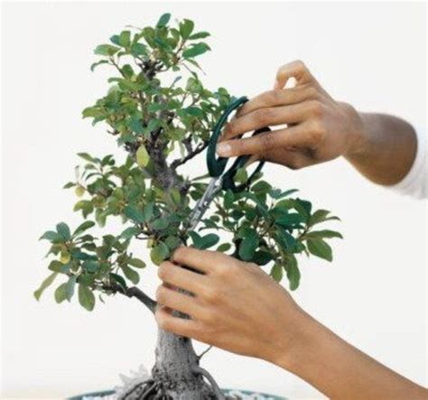 Some trees grow better in partial shade, whereas some grow better in full sun. How to Prune and Dwarf Bonsai Trees | Dengarden