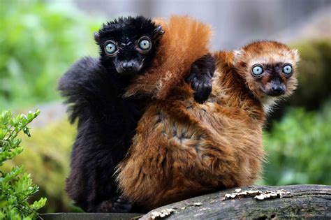 12 Incredible Facts About Lemurs