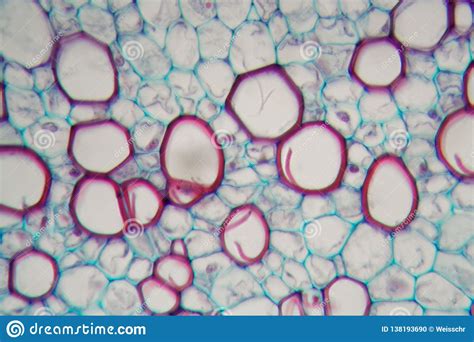 Sambucus Stem With Parenchyma Cells Under The Microscope Stock Photo