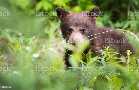 Black Bear Cub Stock Photo Download Image Now Animal Animal