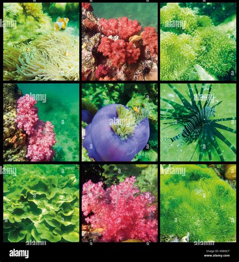 The Collage Of Coral And Fish In The Andaman Sea In Thailand Stock