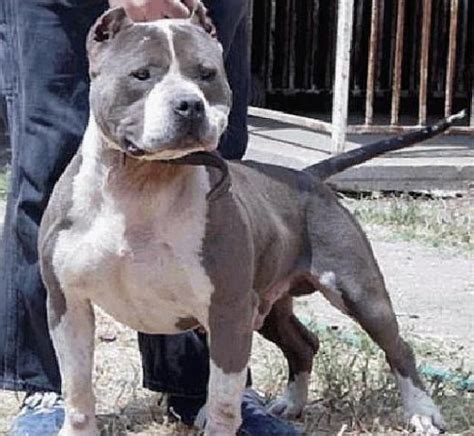 Is now 3 years old layla. Notorious Juan Gotti | Gotti pitbull, American bully
