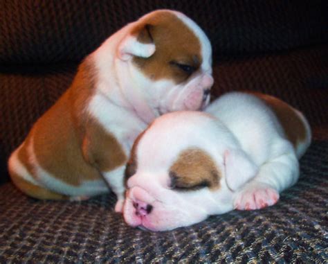 Mini English Bulldogs English Bulldog Puppies French Bulldog Baby