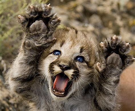 60 Best Cagey Cougars Images On Pinterest Big Cats Wild