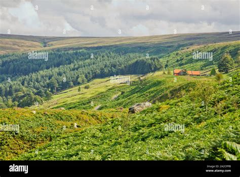 Walking North Yorkshire Moors Uk Trees Hi Res Stock Photography And