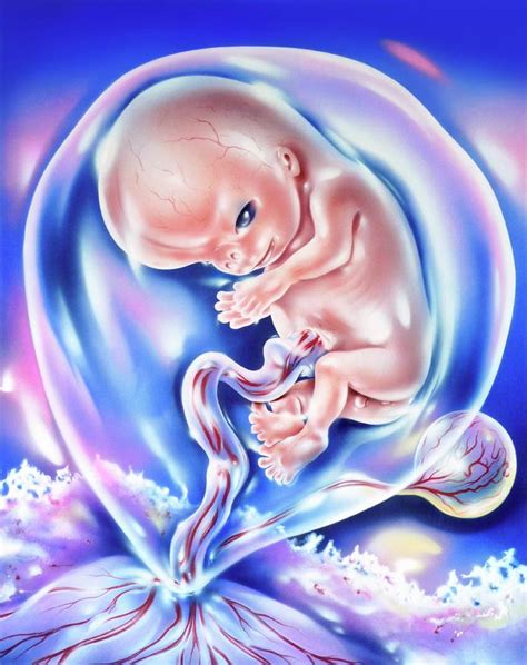 Developing Human Foetus Photograph By John Bavosiscience Photo Library