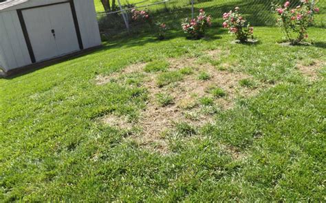 How To Fix Bare Spots After Applying Step One Prevent Grass Pad
