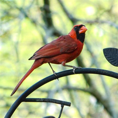 Beautiful Male Cardinal Our State Bird Dayton Ohio Birding