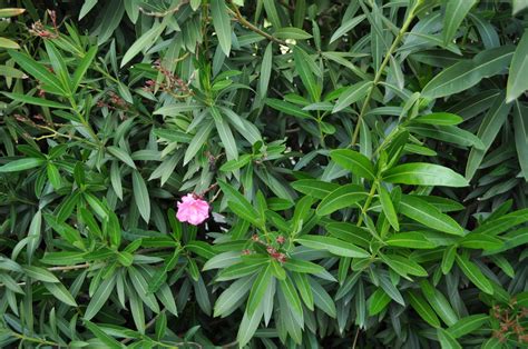 Nerium oleander (oleander) is an evergreen shrub of the apocynaceae family that thrives principally in subtropical regions. The Barista's Cut: White Oleander