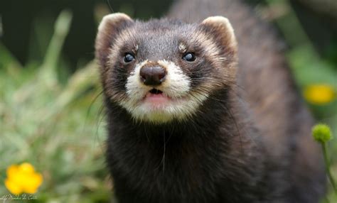 Polecat Animals And Pets Animals European Polecat