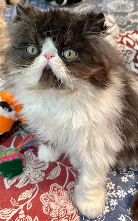 Exotic Longhair Persian Kittens For Sale Texstar Exotics