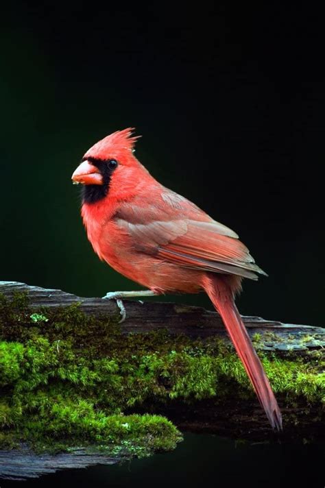 Male Northern Cardinal Cardinalis Cardinalis On A Mossy