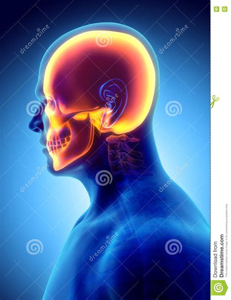 3d Illustration Of Skull Anatomy Part Of Human Skeleton