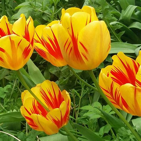Red And Yellow Tulip Flowers Cottage Garden In Springtime Yellow