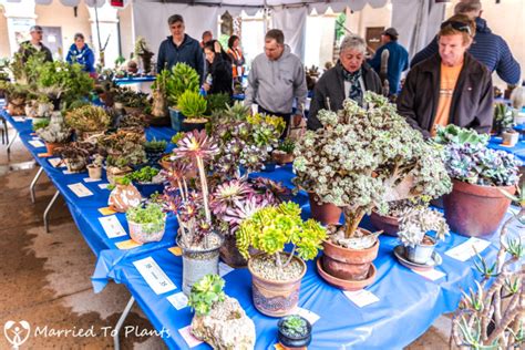 · members plants sales or. 2017 San Diego Cactus and Succulent Society Winter Show ...