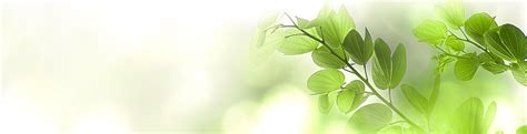 Nature Green Tree Fresh Leaf On Beautiful Blurred Soft Bokeh Sunlight