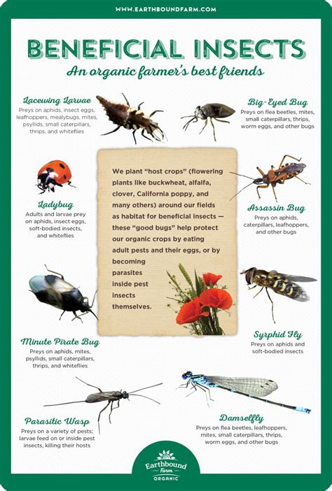 Garden Beneficial Insects Identification Elices Gardening Time
