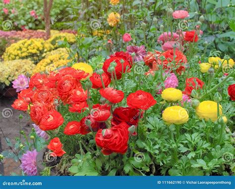 Colorful Of Ranunculus Asiaticus And Rose Stock Photo Image Of Love