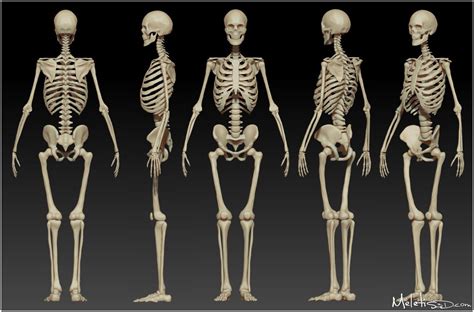 Human Skeleton Anatomy Female Skeleton Skeleton Anatomy