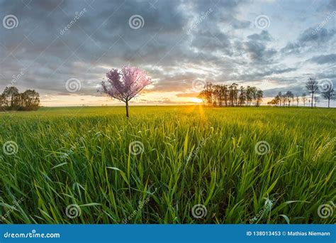Morning Awakening In The Wheat Culture With Sakura Tree Stock Image