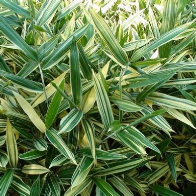 During its resting period, temperate bamboo prefers lower temperatures, ranging from 45°f. Bambusa nana shibuyanus 'Tsuboi' (Pleioblastus shibuyanus ...