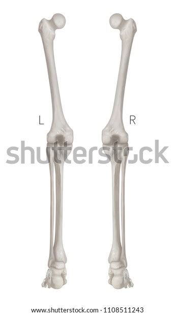 Human Leg Bone Left Right Posterior Stock Illustration 1108511243