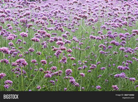 Field Meadow Full Pink Image And Photo Free Trial Bigstock