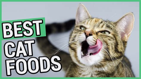 14) wellness complete health natural grain free wet canned cat food. Best Cat Food | 5 Best Dry & Wet/Canned Cat Foods 2020 🐱 ...