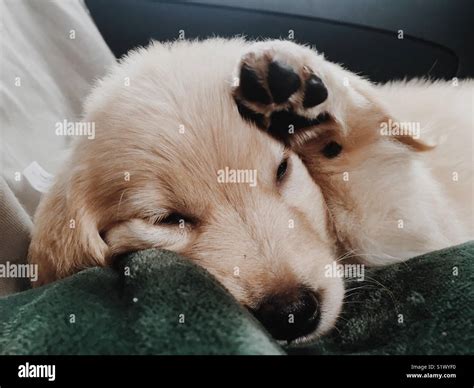 Sleepy Puppy Stock Photo Alamy