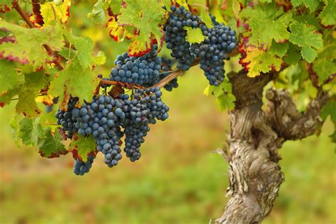 Grapevine Legends Myths And Lore