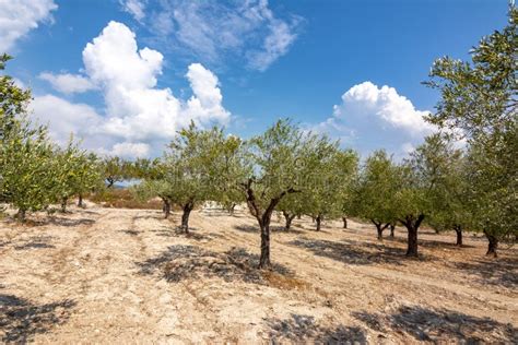 Olive Grove On Rhodes Island Greece Stock Photo Image Of Country