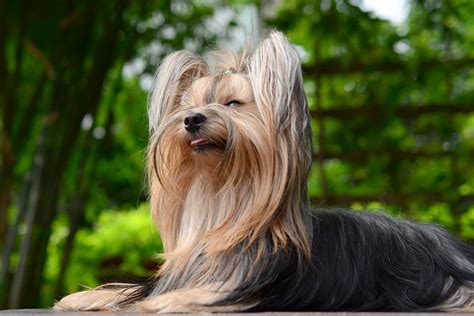 15 Small Dog Breeds With Long Hair With Pictures Hey Djangles