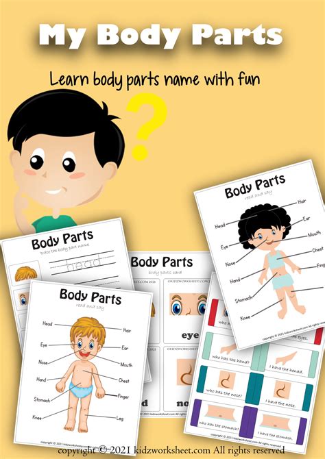 Anatomy Of Human Body Parts Worksheet