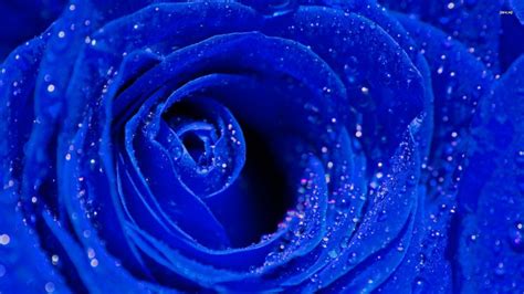 Free Download Pics Photos Blue Rose Close Up Wallpaper Plant Desktop